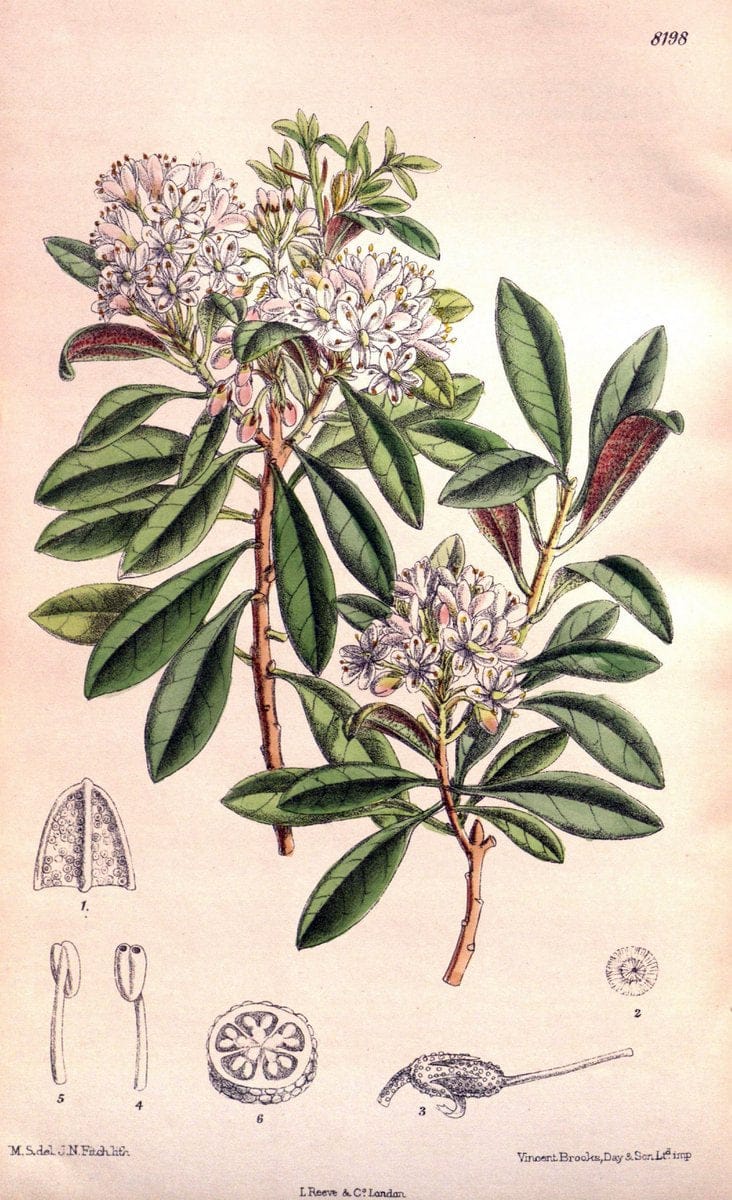 Curtis's botanical magazine. London ; New York [etc.] :Academic Press [etc.]. | "Botanical illustration" Botany Periodicals "Pictorial works" "Plants, Ornamental"  | Vintage Print Reproduction 449409