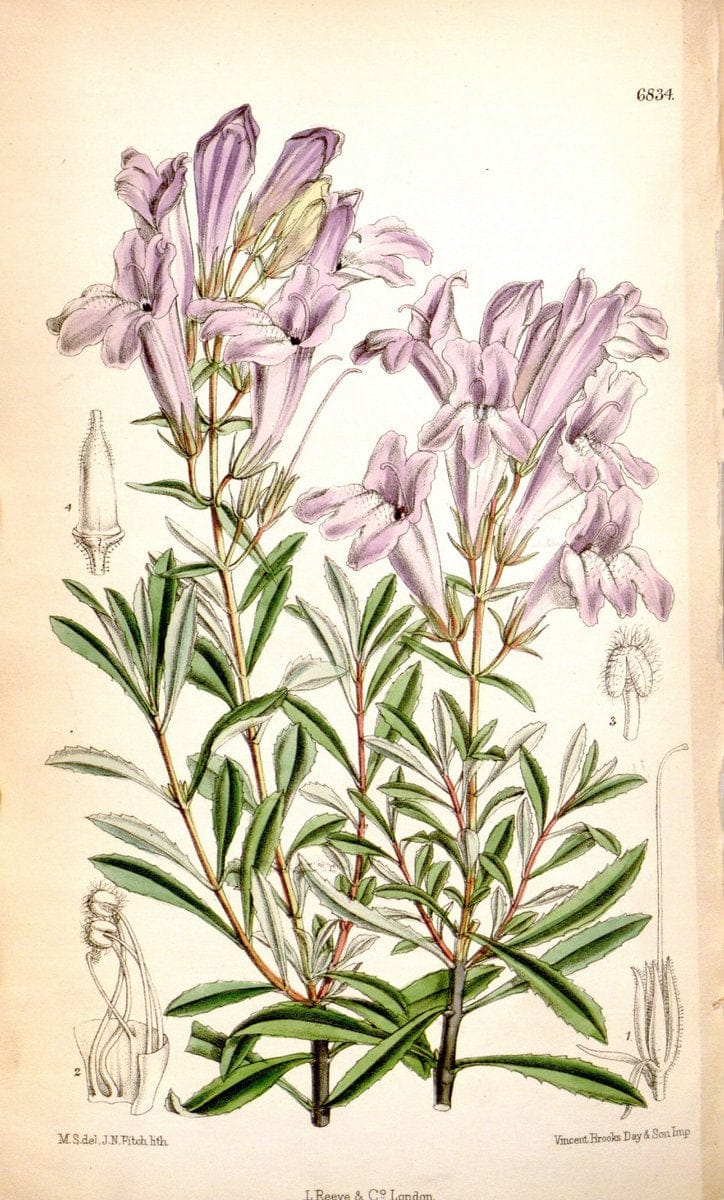 Curtis's botanical magazine. London ; New York [etc.] :Academic Press [etc.]. | "Botanical illustration" Botany Periodicals "Pictorial works" "Plants, Ornamental"  | Vintage Print Reproduction 449410