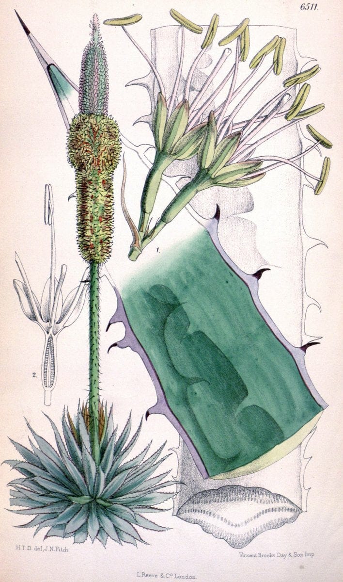 Curtis's botanical magazine. London ; New York [etc.] :Academic Press [etc.]. | "Botanical illustration" Botany Periodicals "Pictorial works" "Plants, Ornamental"  | Vintage Print Reproduction 449411