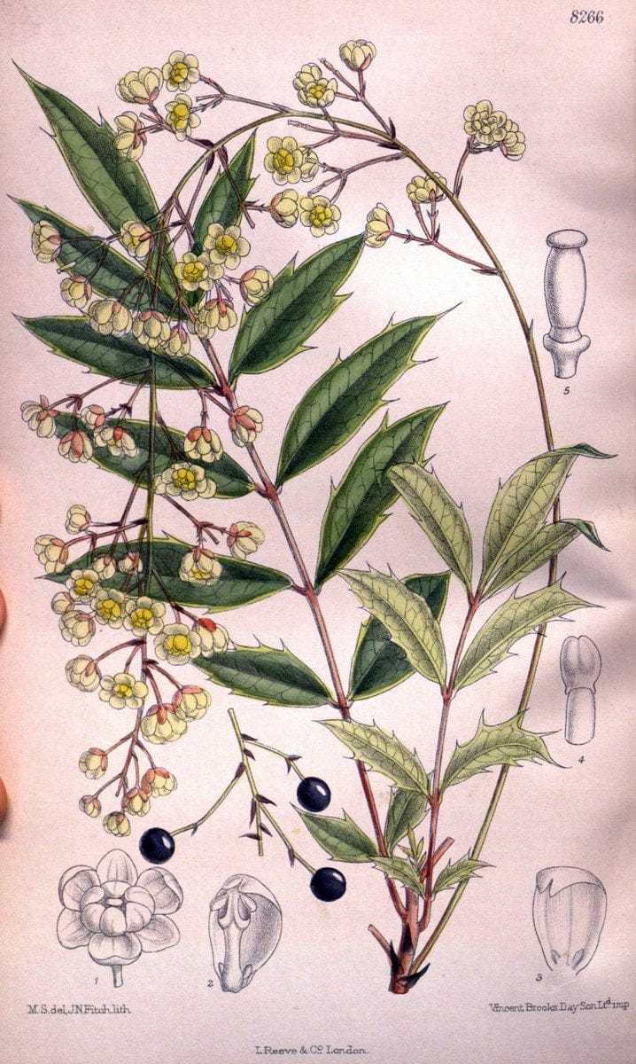 Curtis's botanical magazine. London ; New York [etc.] :Academic Press [etc.]. | "Botanical illustration" Botany Periodicals "Pictorial works" "Plants, Ornamental"  | Vintage Print Reproduction 449413