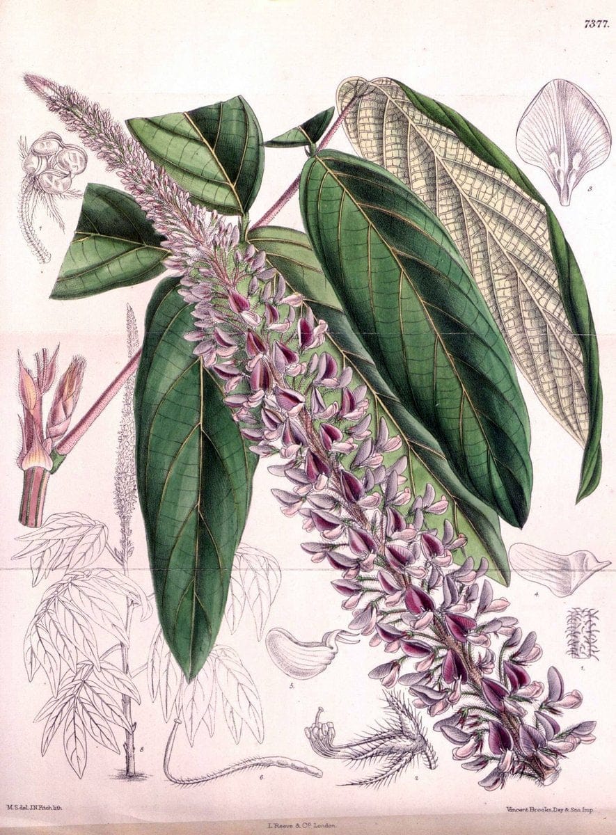 Curtis's botanical magazine. London ; New York [etc.] :Academic Press [etc.]. | "Botanical illustration" Botany Periodicals "Pictorial works" "Plants, Ornamental"  | Vintage Print Reproduction 449417