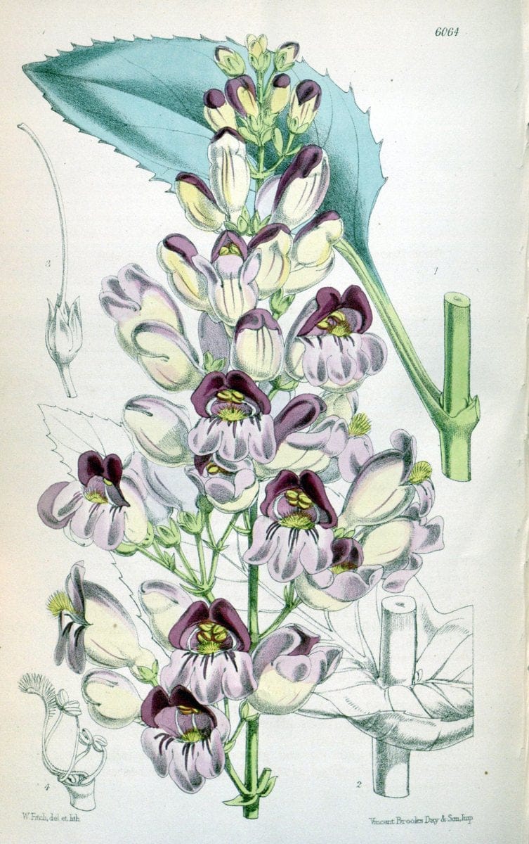 Curtis's botanical magazine. London ; New York [etc.] :Academic Press [etc.]. | "Botanical illustration" Botany Periodicals "Pictorial works" "Plants, Ornamental"  | Vintage Print Reproduction 449420