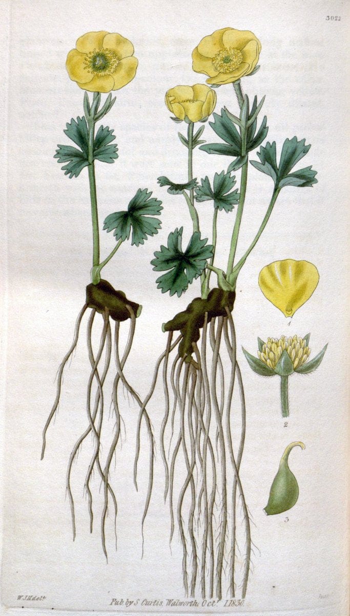Curtis's botanical magazine. London ;New York [etc.] :Academic Press [etc.]. | Botany Periodicals "Pictorial works"  | Vintage Print Reproduction 449426