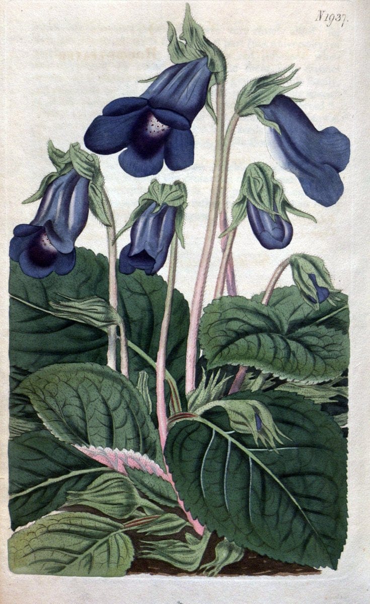 Curtis's botanical magazine. London ; New York [etc.] :Academic Press [etc.]. | "Botanical illustration" Botany Periodicals "Pictorial works" "Plants, Ornamental"  | Vintage Print Reproduction 449427