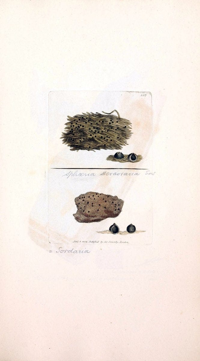 Coloured figures of English fungi or mushrooms. London,Printed by J. Davis,1797-[1809]. | England Mushrooms  | Vintage Print Reproduction 449428