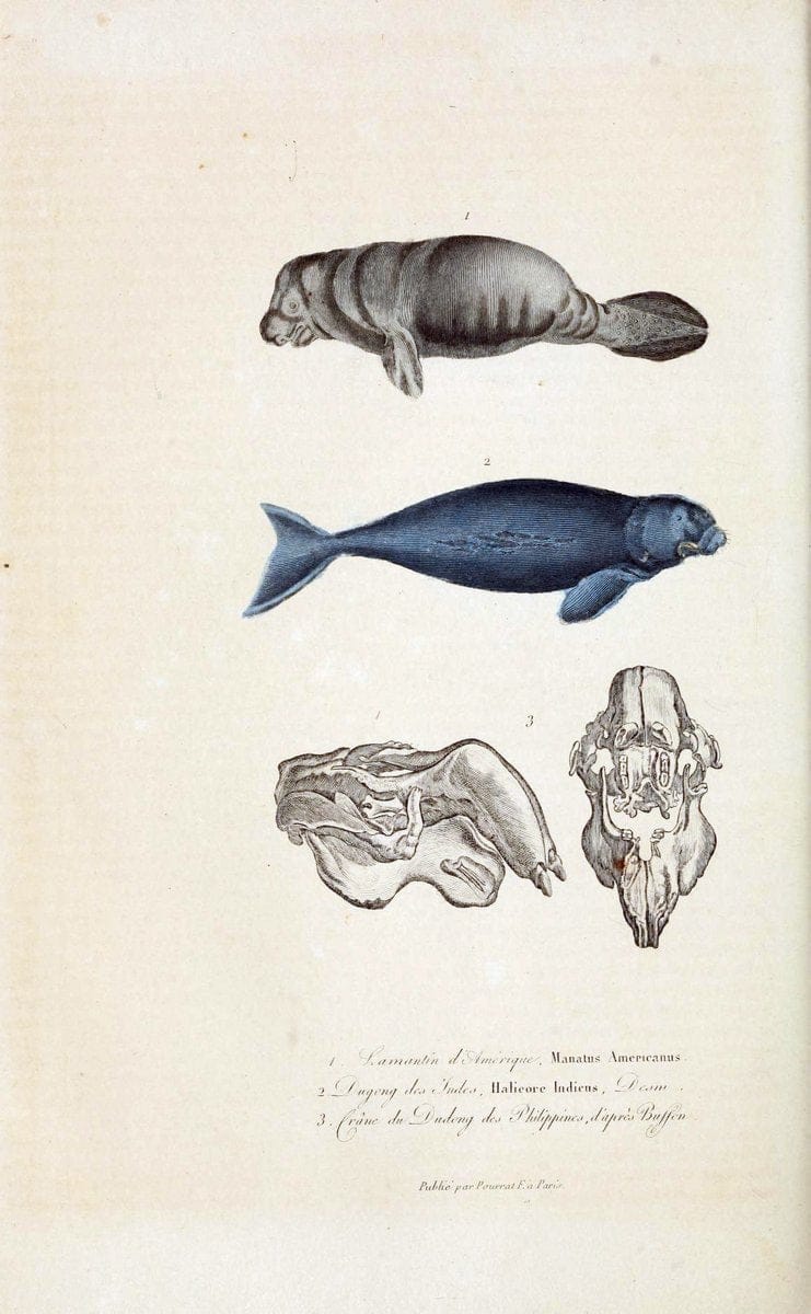 ComplÃ©ments de Buffon. t.1.Paris:P. Pourrat FrÃ¨res,1838. |  | Vintage Print Reproduction 449432