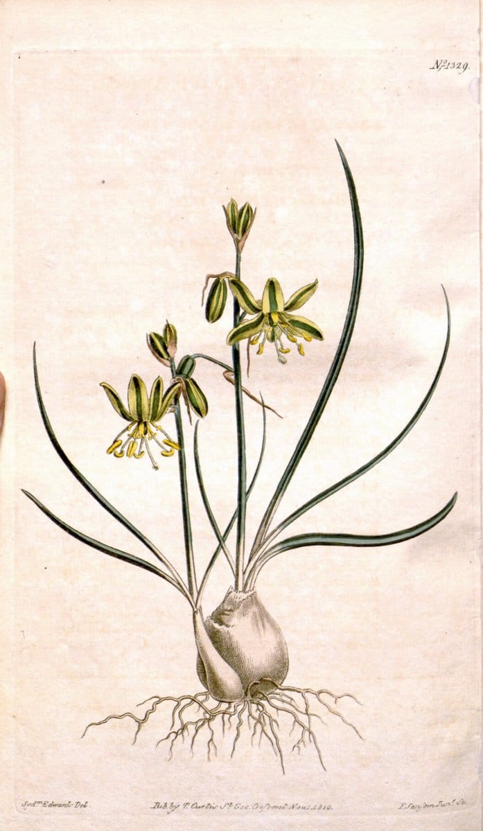 Curtis's botanical magazine. London ; New York [etc.] :Academic Press [etc.]. | "Botanical illustration" Botany Periodicals "Pictorial works" "Plants, Ornamental"  | Vintage Print Reproduction 449434