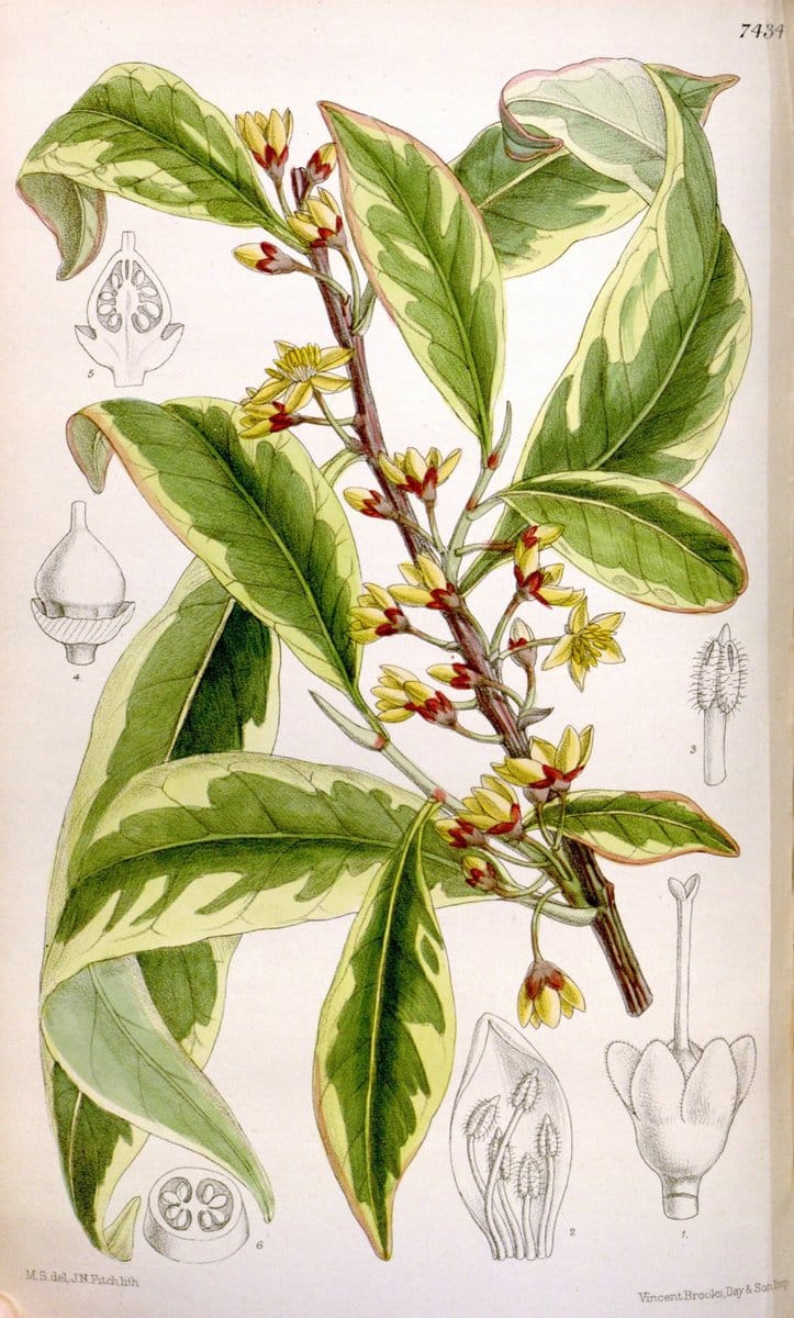 Curtis's botanical magazine. London ; New York [etc.] :Academic Press [etc.]. | "Botanical illustration" Botany Periodicals "Pictorial works" "Plants, Ornamental"  | Vintage Print Reproduction 449442