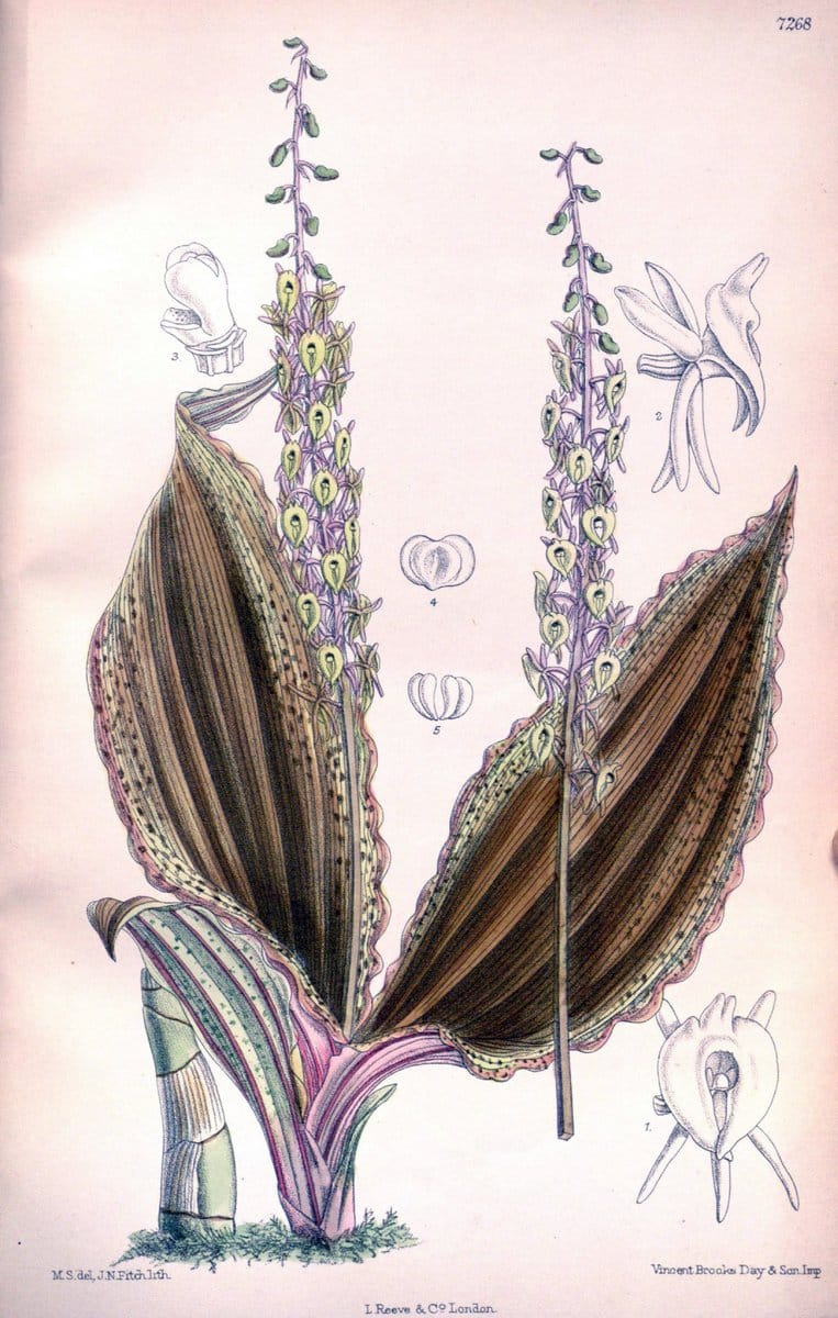 Dragable Image