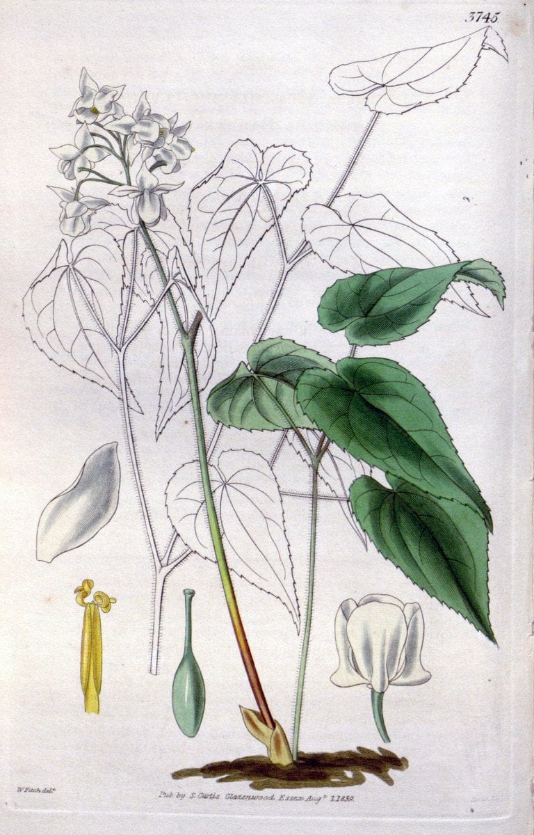 Curtis's botanical magazine..London ;New York [etc.] :Academic Press [etc.]. |  | Vintage Print Reproduction 449450