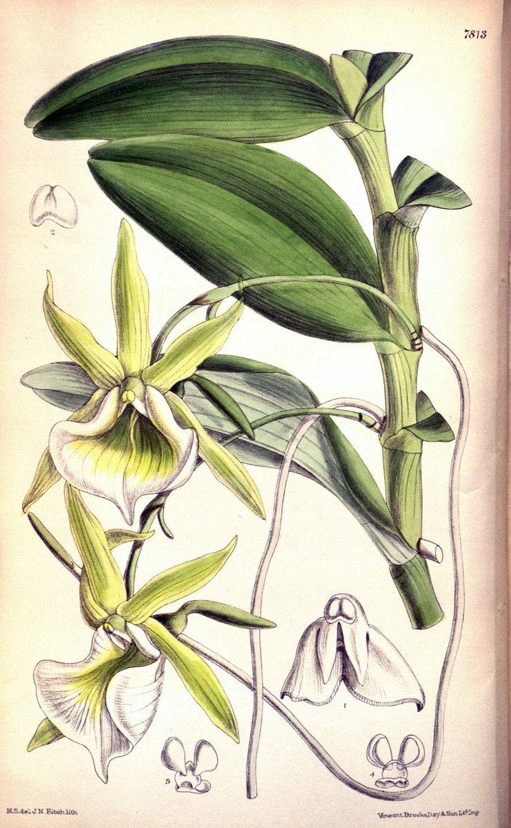 Curtis's botanical magazine. London ;New York [etc.] :Academic Press [etc.]. | Botany Periodicals "Pictorial works"  | Vintage Print Reproduction 449451