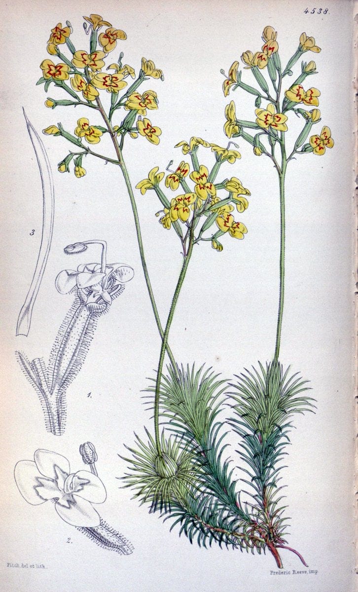 Curtis's botanical magazine. London ;New York [etc.] :Academic Press [etc.]. | Botany Periodicals "Pictorial works"  | Vintage Print Reproduction 449453