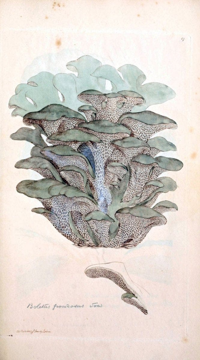 Coloured figures of English fungi or mushrooms. London,Printed by J. Davis,1797-[1809]. | England Mushrooms  | Vintage Print Reproduction 449454