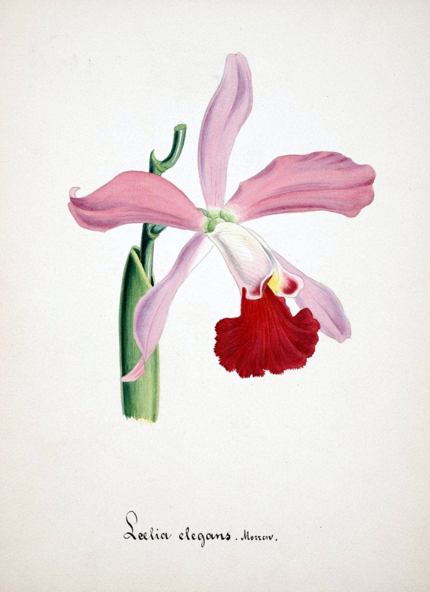 Collection d'orchideÃŒÂes.[S.l. :s.n.,18--]. | "Botanical illustration" Orchidaceae "Orchidaceae in art" "Pictorial works"  | Vintage Print Reproduction 449455