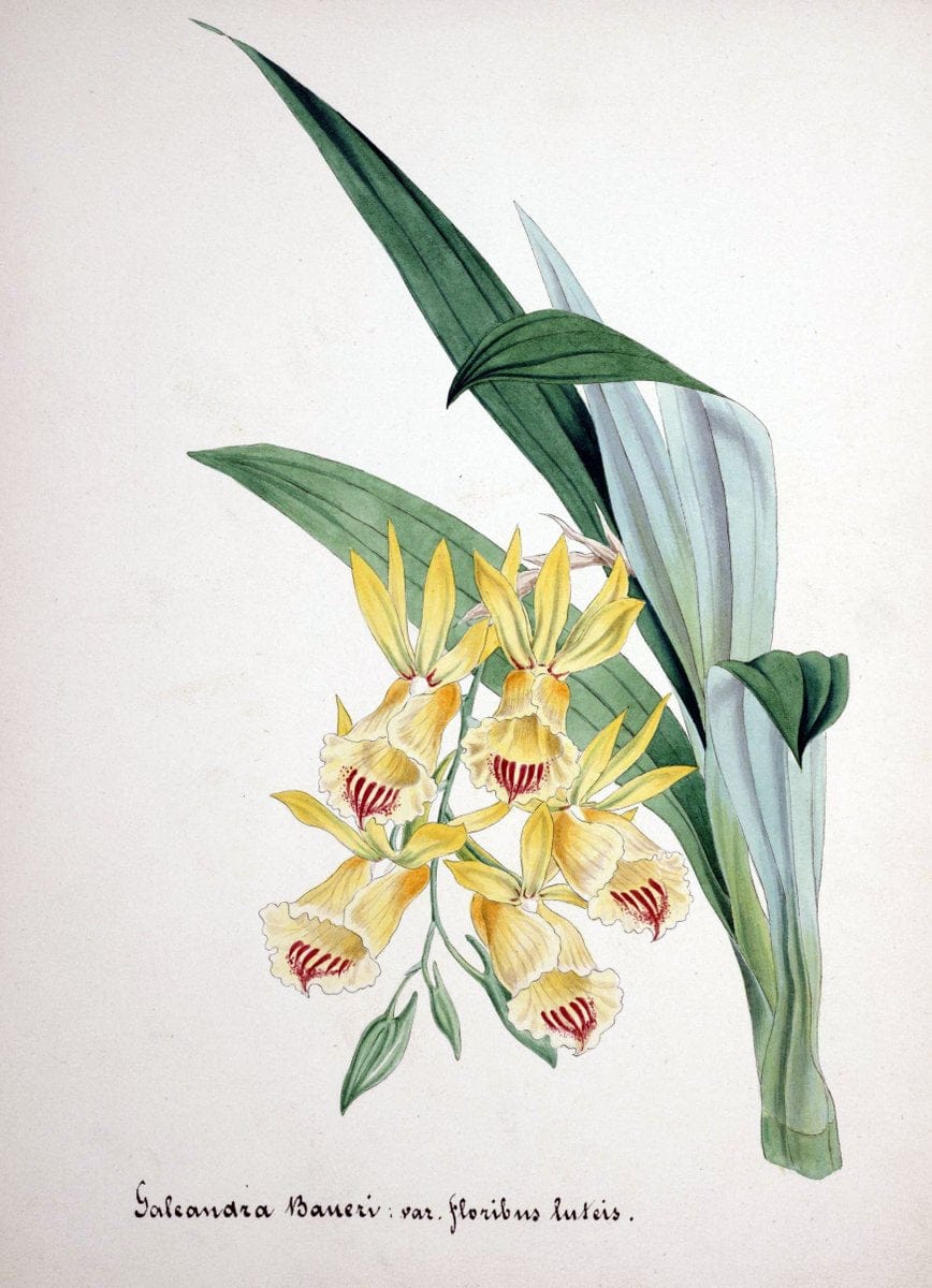 Collection d'orchideÃŒÂes.[S.l. :s.n.,18--]. | "Botanical illustration" Orchidaceae "Orchidaceae in art" "Pictorial works"  | Vintage Print Reproduction 449456