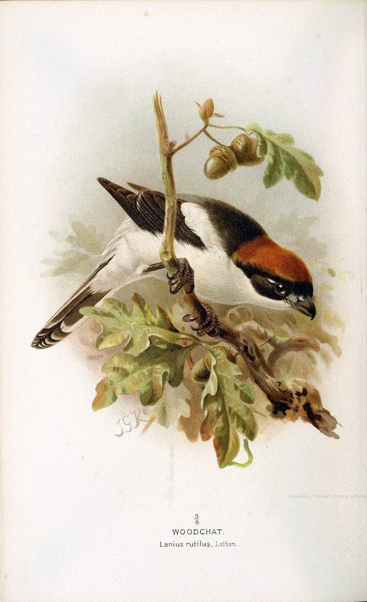 Coloured figures of the birds of the British Islands / issued by Lord Lilford. London :R | 59.82(42) Birds "Great Britain" "Pictorial works"  | Vintage Print Reproduction 449459