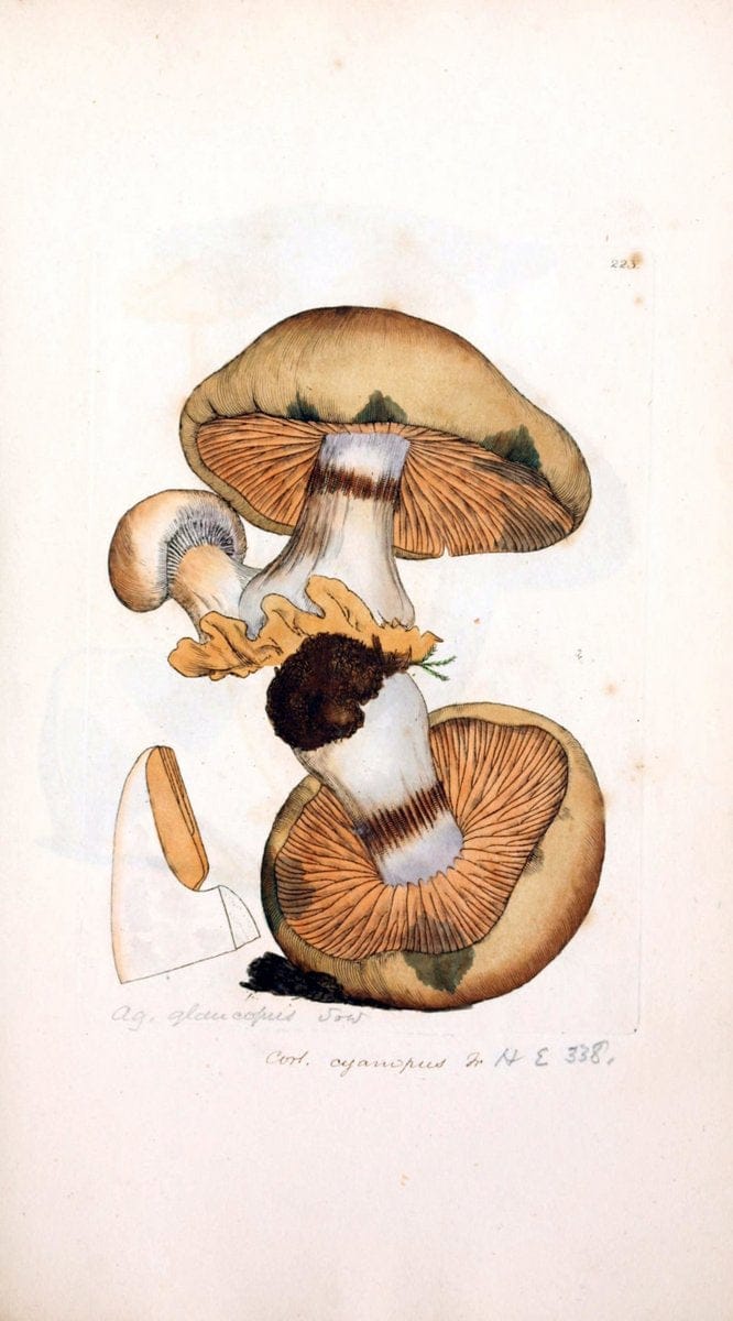 Coloured figures of English fungi or mushrooms. London,Printed by J. Davis,1797-[1809]. | England Mushrooms  | Vintage Print Reproduction 449462