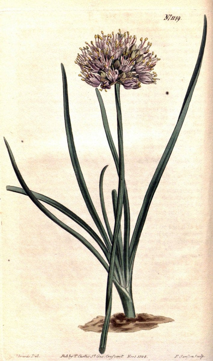 Curtis's botanical magazine. London ; New York [etc.] :Academic Press [etc.]. | "Botanical illustration" Botany Periodicals "Pictorial works" "Plants, Ornamental"  | Vintage Print Reproduction 449468