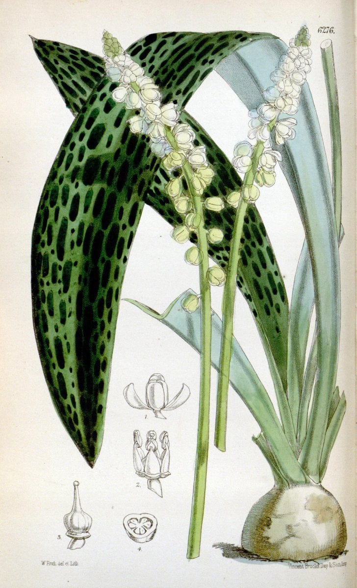 Curtis's botanical magazine. London ; New York [etc.] :Academic Press [etc.]. | "Botanical illustration" Botany Periodicals "Pictorial works" "Plants, Ornamental"  | Vintage Print Reproduction 449469