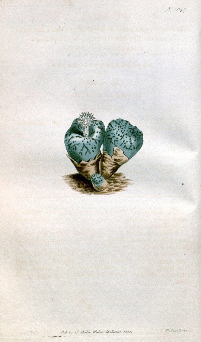 Curtis's botanical magazine. London ; New York [etc.] :Academic Press [etc.]. | "Botanical illustration" Botany Periodicals "Pictorial works" "Plants, Ornamental"  | Vintage Print Reproduction 449470