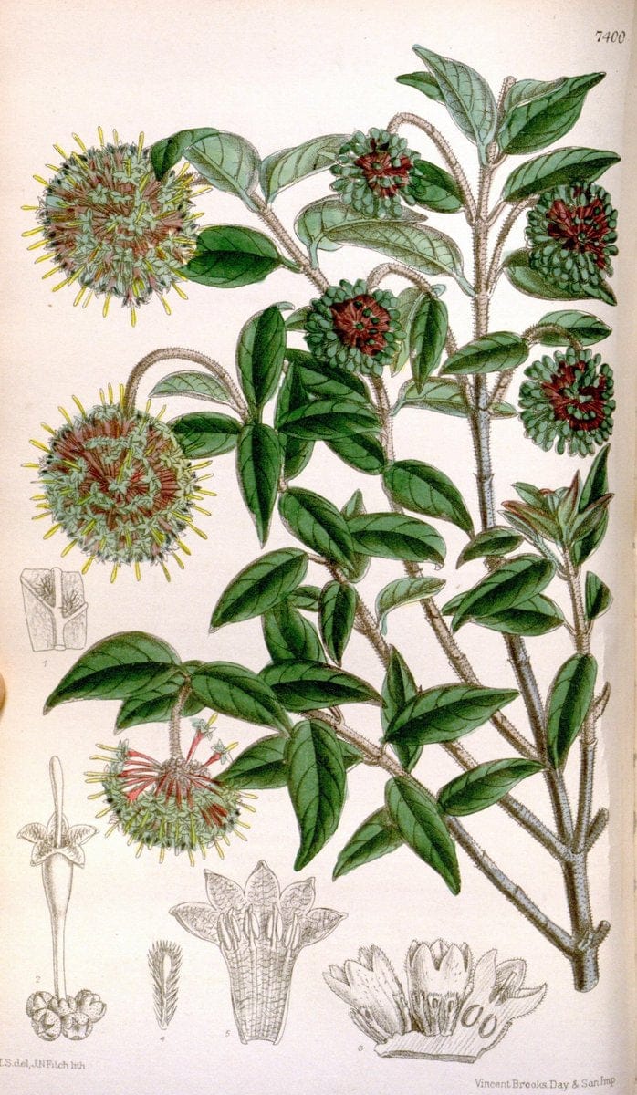 Curtis's botanical magazine. London ; New York [etc.] :Academic Press [etc.]. | "Botanical illustration" Botany Periodicals "Pictorial works" "Plants, Ornamental"  | Vintage Print Reproduction 449471