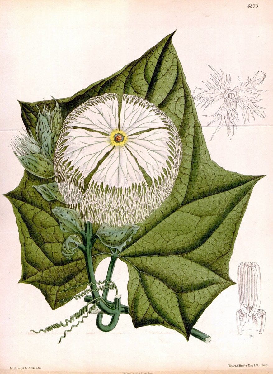 Curtis's botanical magazine. London ; New York [etc.] :Academic Press [etc.]. | "Botanical illustration" Botany Periodicals "Pictorial works" "Plants, Ornamental"  | Vintage Print Reproduction 449472