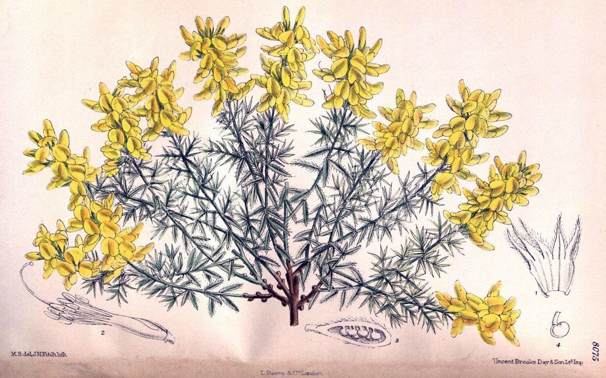 Curtis's botanical magazine. London ; New York [etc.] :Academic Press [etc.]. | "Botanical illustration" Botany Periodicals "Pictorial works" "Plants, Ornamental"  | Vintage Print Reproduction 449473
