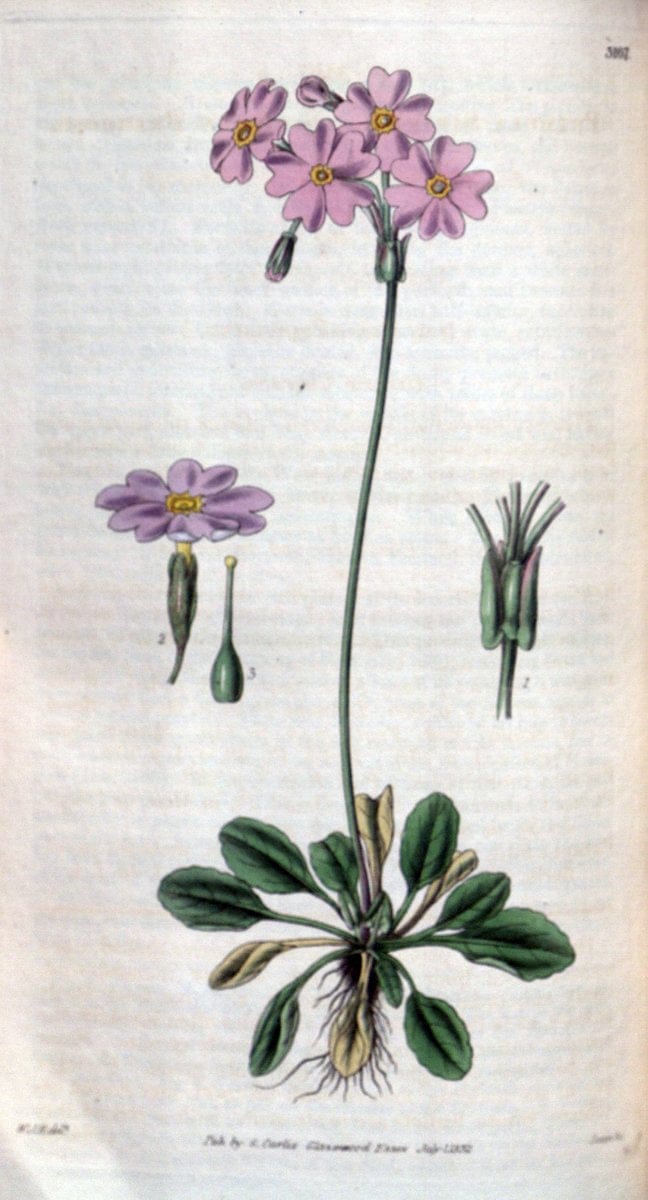 Curtis's botanical magazine. London ; New York [etc.] :Academic Press [etc.]. | "Botanical illustration" Botany Periodicals "Pictorial works" "Plants, Ornamental"  | Vintage Print Reproduction 449478