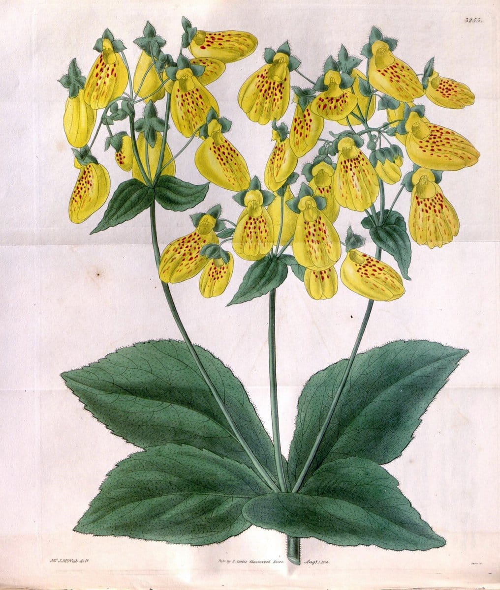 Curtis's botanical magazine. London ; New York [etc.] :Academic Press [etc.]. | "Botanical illustration" Botany Periodicals "Pictorial works" "Plants, Ornamental"  | Vintage Print Reproduction 449479