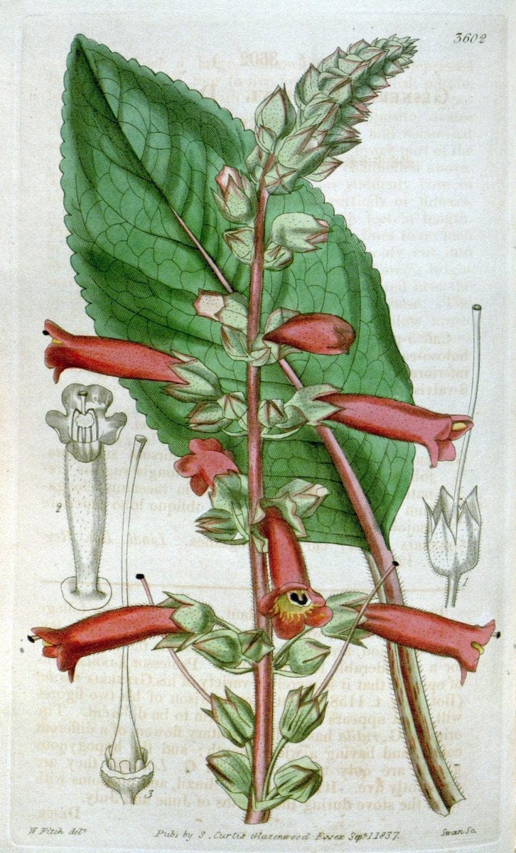 Curtis's botanical magazine. London ; New York [etc.] :Academic Press [etc.]. | "Botanical illustration" Botany Periodicals "Pictorial works" "Plants, Ornamental"  | Vintage Print Reproduction 449481
