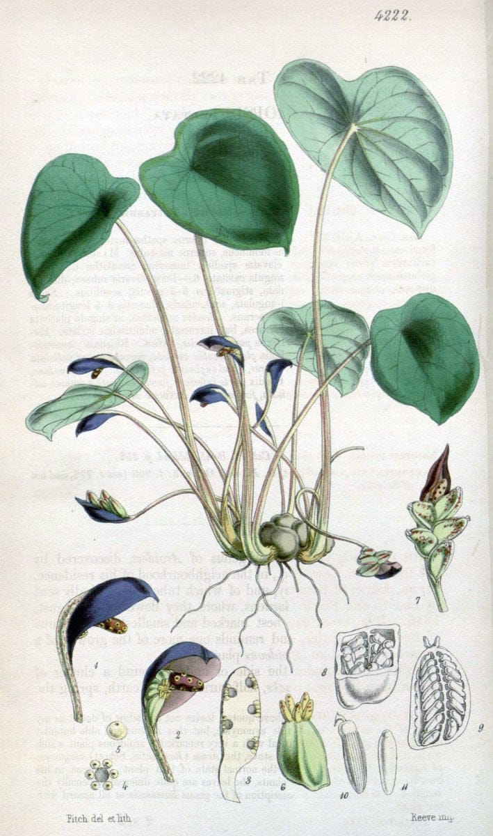 Curtis's botanical magazine. London ;New York [etc.] :Academic Press [etc.]. | Botany Periodicals "Pictorial works"  | Vintage Print Reproduction 449484