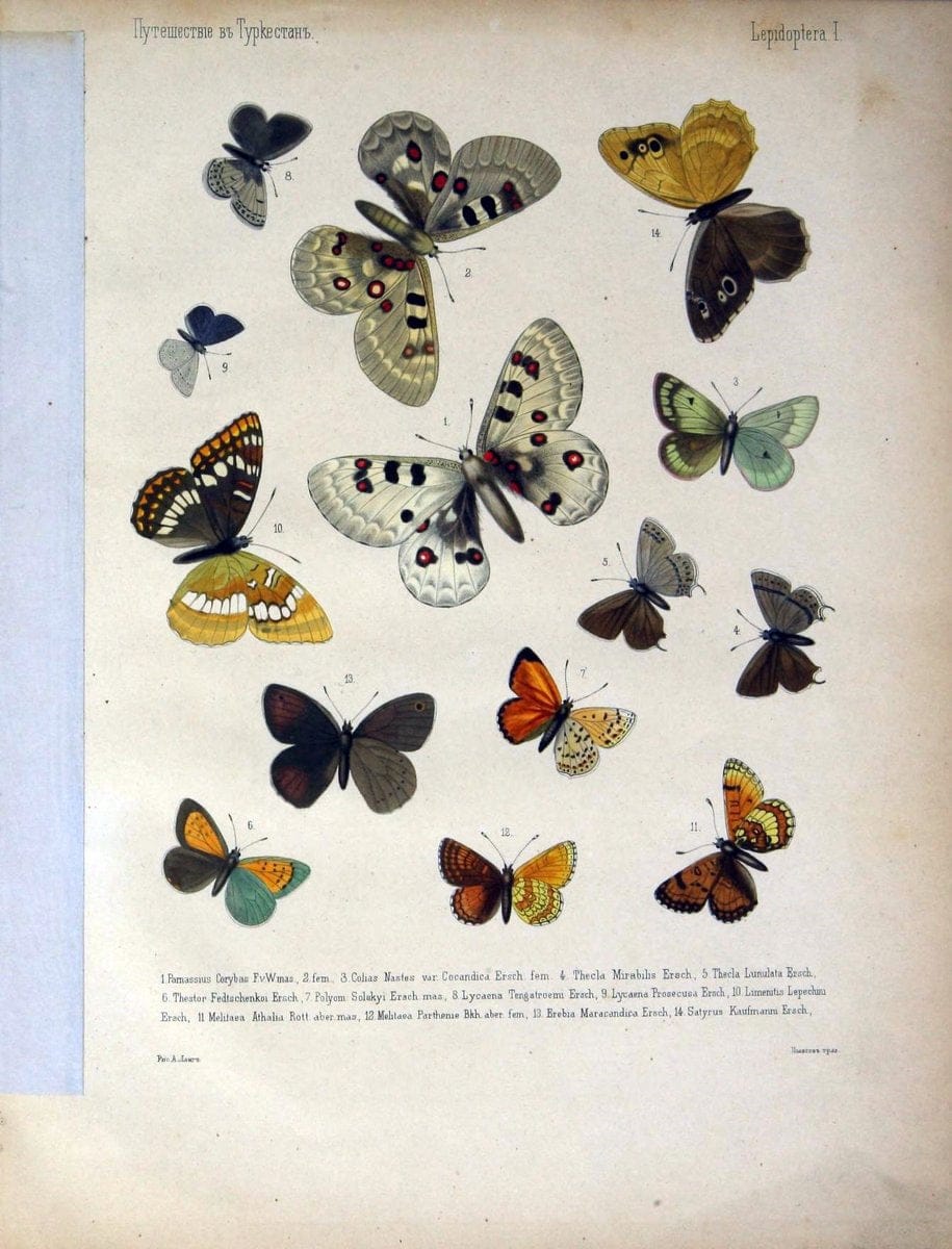 Coloured figures of the birds of the British Islands. v.1London :R. H. Porter,1885-1897. | Vintage Print Reproduction 449489