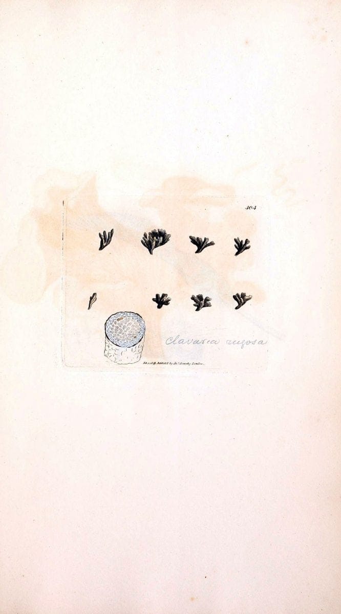Coloured figures of English fungi or mushrooms. London,Printed by J. Davis,1797-[1809]. | England Mushrooms  | Vintage Print Reproduction 449490