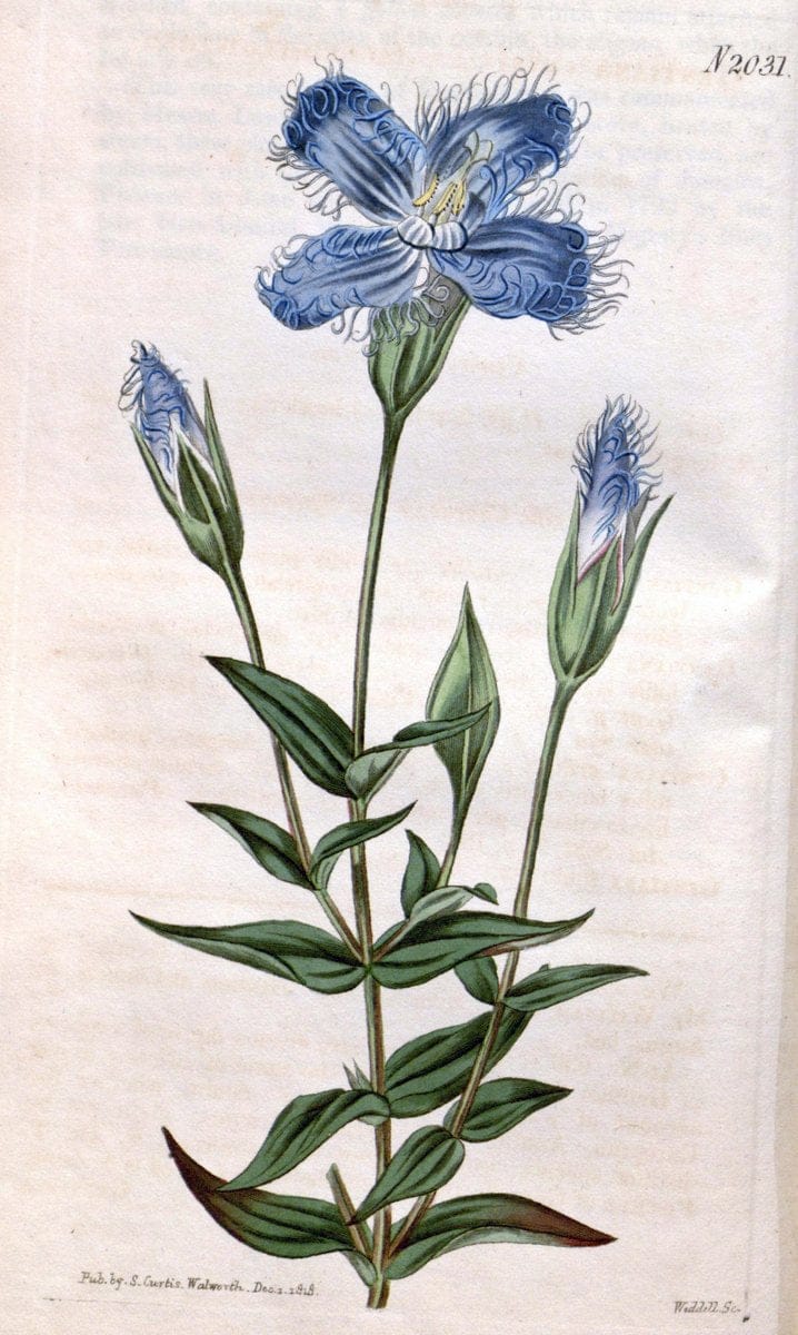 Curtis's botanical magazine. London ; New York [etc.] :Academic Press [etc.]. | "Botanical illustration" Botany Periodicals "Pictorial works" "Plants, Ornamental"  | Vintage Print Reproduction 449494