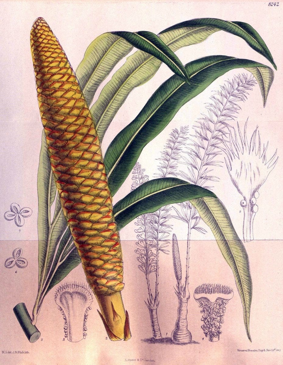 Curtis's botanical magazine. London ; New York [etc.] :Academic Press [etc.]. | "Botanical illustration" Botany Periodicals "Pictorial works" "Plants, Ornamental"  | Vintage Print Reproduction 449497
