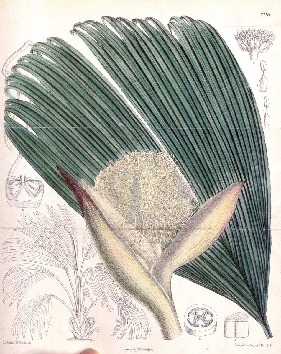 Curtis's botanical magazine. London ; New York [etc.] :Academic Press [etc.]. | "Botanical illustration" Botany Periodicals "Pictorial works" "Plants, Ornamental"  | Vintage Print Reproduction 449499