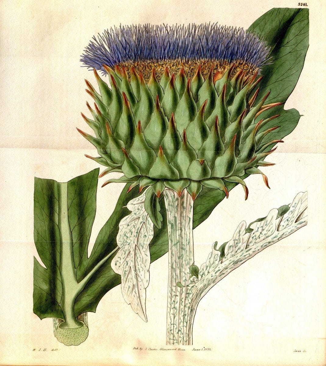 Curtis's botanical magazine. London ; New York [etc.] :Academic Press [etc.]. | "Botanical illustration" Botany Periodicals "Pictorial works" "Plants, Ornamental"  | Vintage Print Reproduction 449501