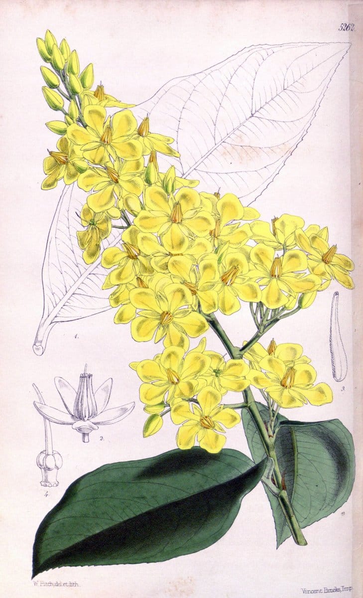 Curtis's botanical magazine. London ; New York [etc.] :Academic Press [etc.]. | "Botanical illustration" Botany Periodicals "Pictorial works" "Plants, Ornamental"  | Vintage Print Reproduction 449502