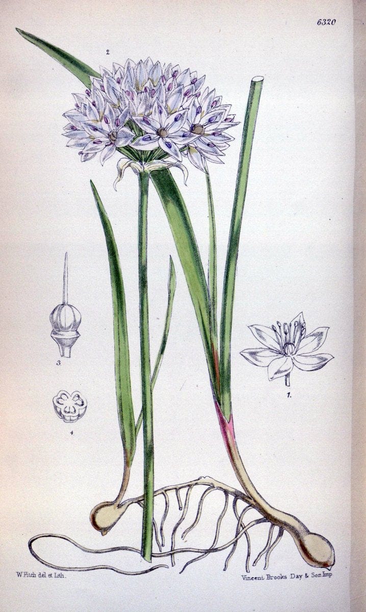 Curtis's botanical magazine. London ; New York [etc.] :Academic Press [etc.]. | "Botanical illustration" Botany Periodicals "Pictorial works" "Plants, Ornamental"  | Vintage Print Reproduction 449505