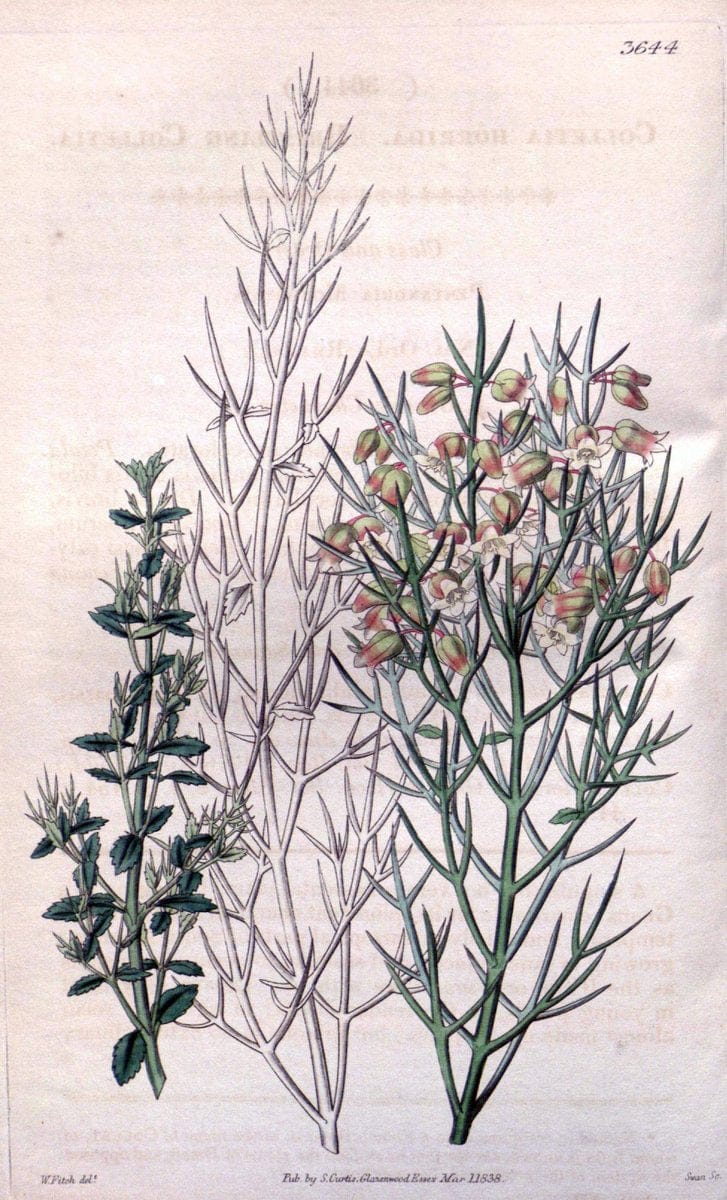 Curtis's botanical magazine..London ;New York [etc.] :Academic Press [etc.]. |  | Vintage Print Reproduction 449508