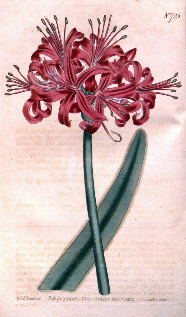 Dragable Image