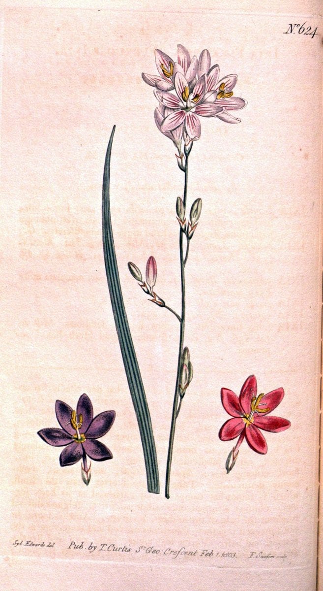 Curtis's botanical magazine. London ;New York [etc.] :Academic Press [etc.]. | Botany Periodicals "Pictorial works"  | Vintage Print Reproduction 449510