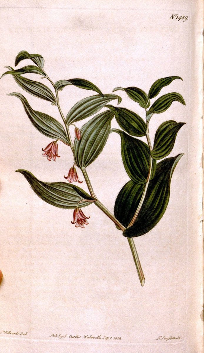 Curtis's botanical magazine. London ;New York [etc.] :Academic Press [etc.]. | Botany Periodicals "Pictorial works"  | Vintage Print Reproduction 449513