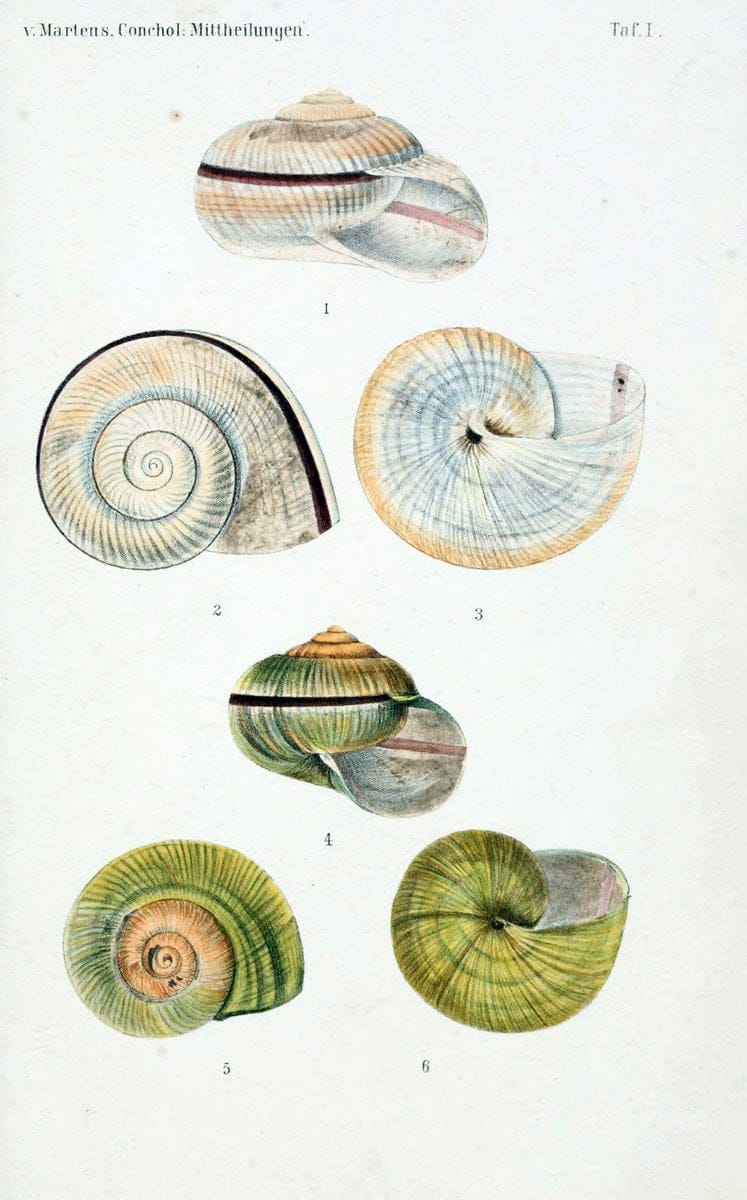 Conchologische Mittheilungen als Fortsetzung der Novitates conchologicae. bd 1 - 3.Cassell :T. Fischer,1880- . |  | Vintage Print Reproduction 449514