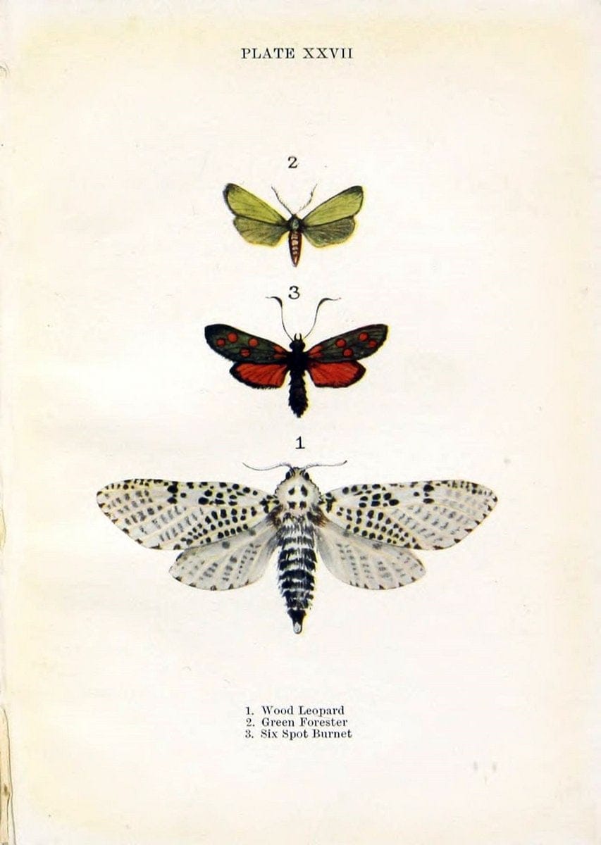 Butterflies and moths,.London & Edinburgh,T.C. & E.C. Jack[1910]. | Butterflies Moths "Cornell University Library" | Vintage Print Reproduction 449517