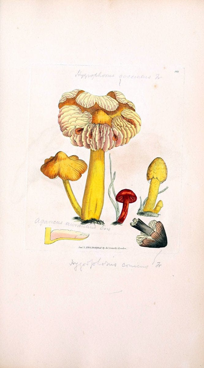 Coloured figures of English fungi or mushrooms. London,Printed by J. Davis,1797-[1809]. | England Mushrooms  | Vintage Print Reproduction 449518
