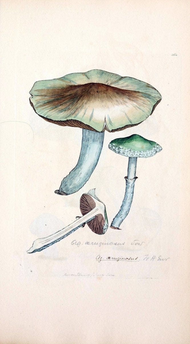 Coloured figures of English fungi or mushrooms. London,Printed by J. Davis,1797-[1809]. | England Mushrooms  | Vintage Print Reproduction 449520