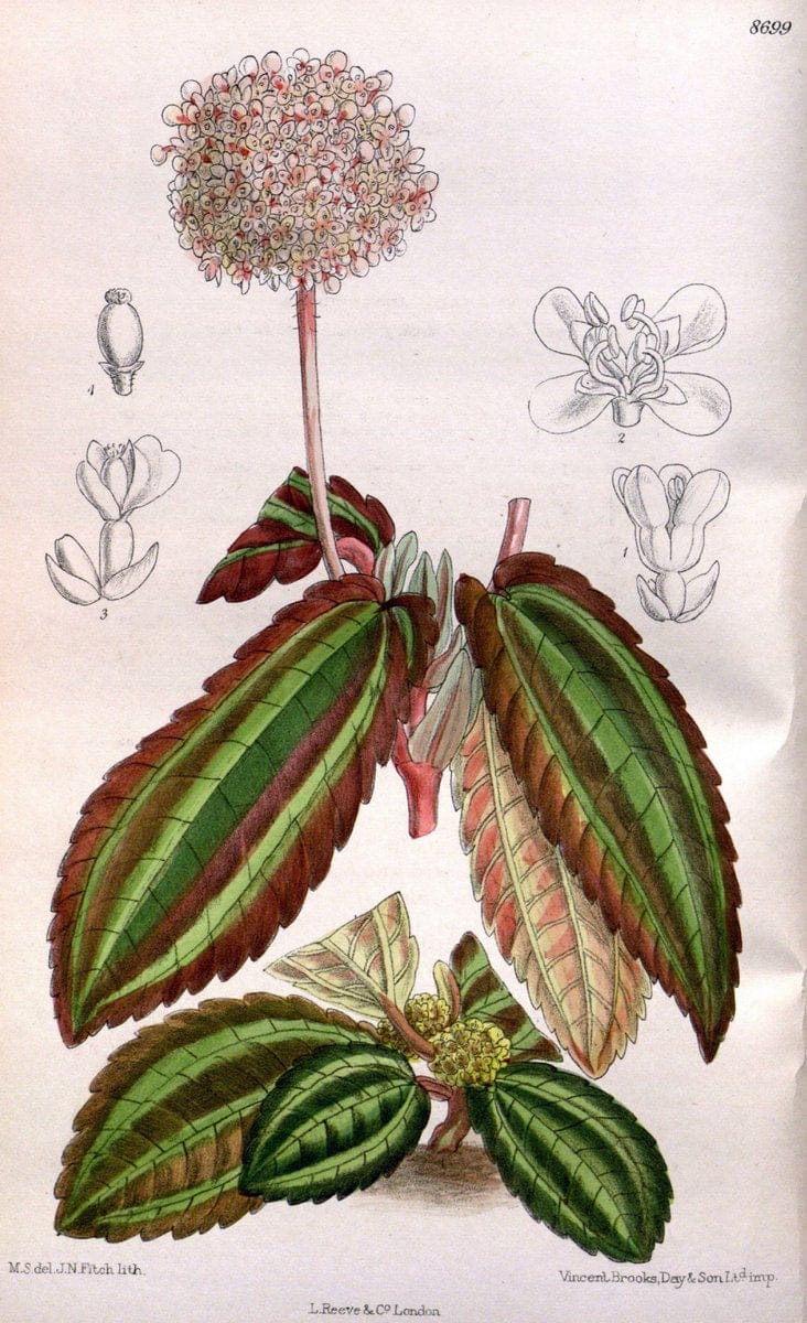 Curtis's botanical magazine. London ; New York [etc.] :Academic Press [etc.]. | "Botanical illustration" Botany Periodicals "Pictorial works" "Plants, Ornamental"  | Vintage Print Reproduction 449524