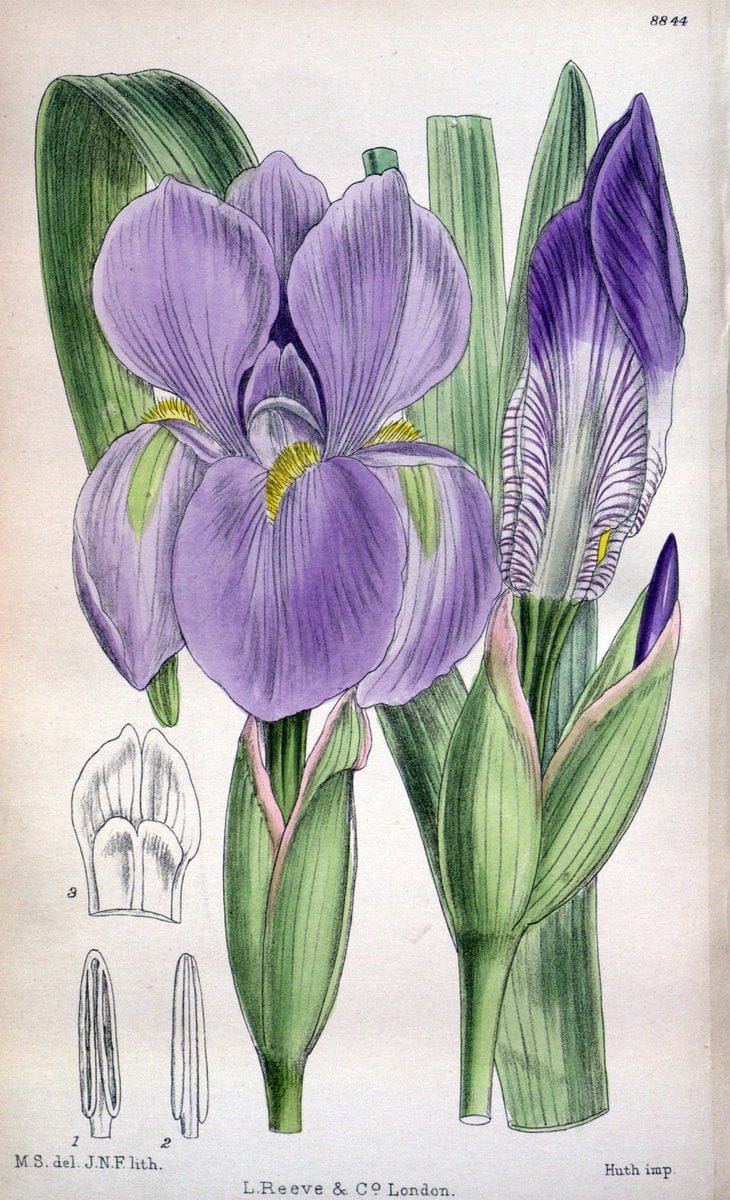 Curtis's botanical magazine. London ; New York [etc.] :Academic Press [etc.]. | "Botanical illustration" Botany Periodicals "Pictorial works" "Plants, Ornamental"  | Vintage Print Reproduction 449526