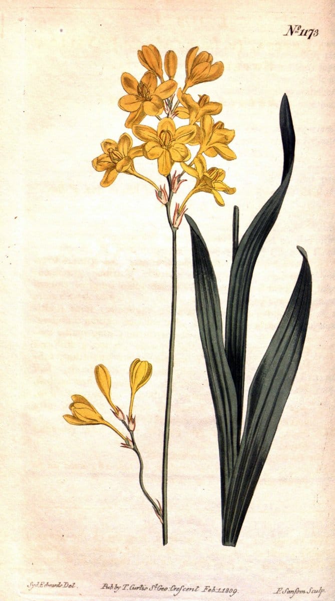 Curtis's botanical magazine. London ; New York [etc.] :Academic Press [etc.]. | "Botanical illustration" Botany Periodicals "Pictorial works" "Plants, Ornamental"  | Vintage Print Reproduction 449527